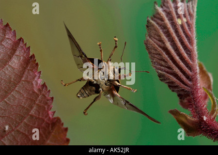 Nut Weevil Stock Photo