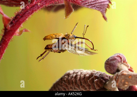 Nut Weevil Stock Photo