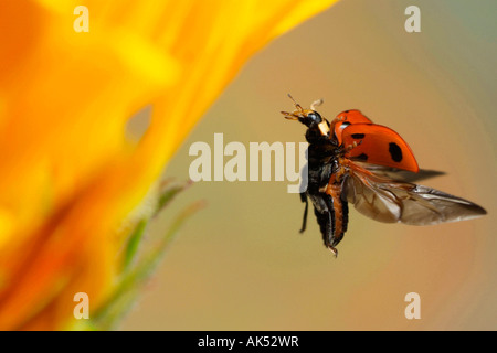 Five-spot Ladybird Stock Photo