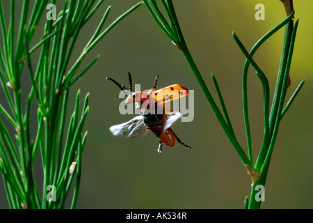 Spotted Asparagus Beetle Stock Photo