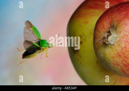 Common Green Shield Bug Stock Photo