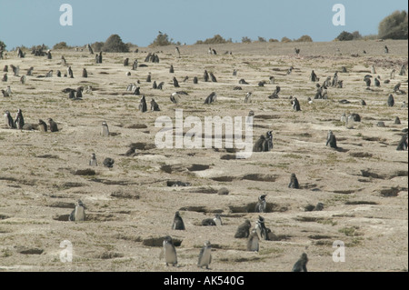 A view of scattered penguins standing outside their burrows at Punta Tombo nr Trelew Patagonia Argentina Stock Photo