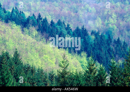 Mixed forest Stock Photo
