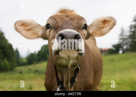 Dairy cow Allgaeu Bavaria Germany Stock Photo