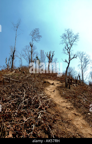 Burnt out trees due to forest burning to clear land for cultivation in Northern Thailand Stock Photo