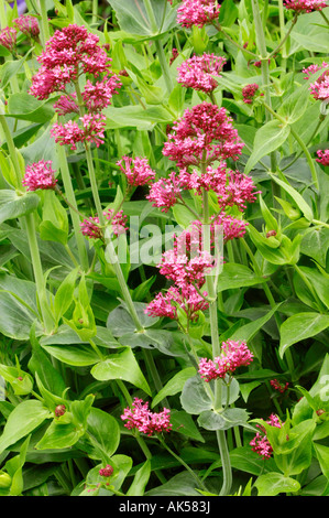 Red Valerian Stock Photo