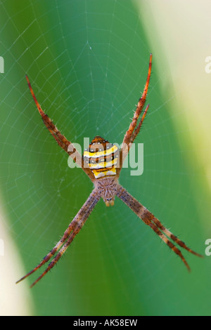 Saint Andrew's Cross Spider Stock Photo