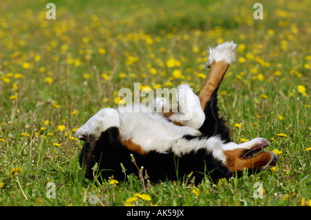 Bernese Mountain Dog Stock Photo