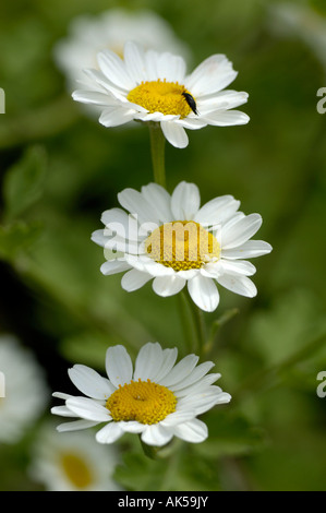 Feverfew Stock Photo
