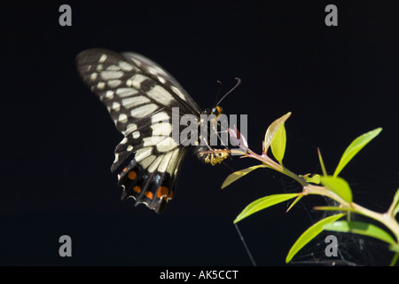 Dainty Swallowtail butterfly Papilio anactus New South Wales Australia Stock Photo