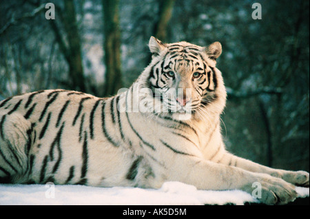 Wildlife, White Tiger, White Bengal Tiger, Panthera tigris tigris, Stock Photo