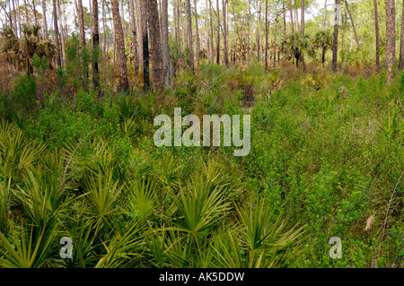 Saw Palmetto and South Florida Slash Pine Stock Photo