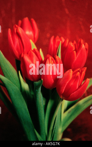 Flowers, Red Tulips. Stock Photo