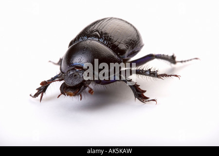 Common Dor Beetle Stock Photo