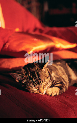 Pets, Cat, Tabby kitten, Sleeping, Stock Photo