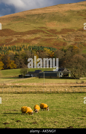 Orange sheep on a farm in the upper Moffat valley Dumfries and Galloway Scotland Stock Photo