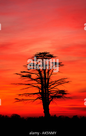 Cedar of Lebanon Tree standing out in silhouette against a sunset sky Stock Photo