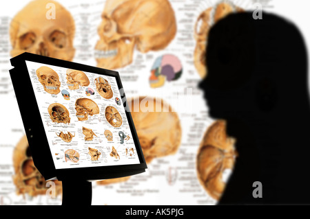 anthropology student studying skeletons and skulls on computer monitor Stock Photo