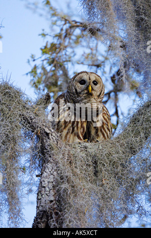Barred Owl Stock Photo