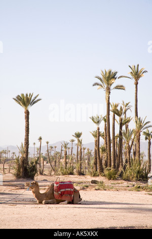 The Palmeraie palm tree gardens Marrakesh, Morocco, Africa. Stock Photo