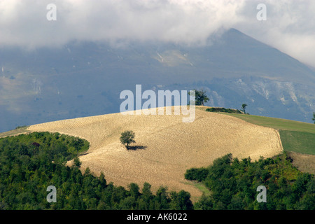 Harvest time in LE  MARCHE  Italy a field of corn against a backdrop of the Mountains in the Sibillini  National Park Stock Photo
