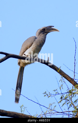 Indian Grey Hornbill Stock Photo