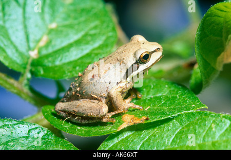 Southern brown tree frog sitting in potato plant. Stock Photo