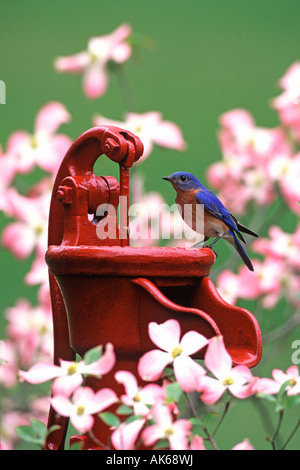 Eastern Bluebird on Water Pump with Dogwood Vertical Stock Photo