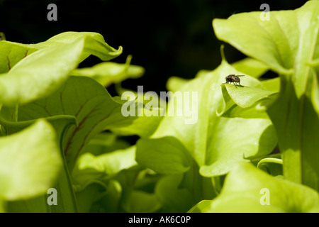 A house fly tasting the nectar on a pitcher plant Stock Photo