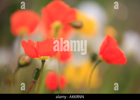 Iceland Poppy, Poppies, Papaver croceum syn. P. nudicaule, Island-Mohn Stock Photo