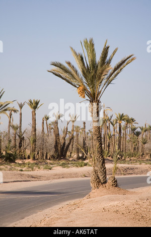 The Palmeraie palm tree gardens Marrakesh, Morocco, Africa. Stock Photo