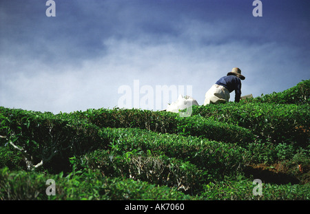 Tea Picker Working on Tea Plantations in Cameron Highlands, Malaysia Stock Photo