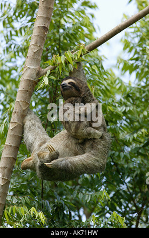 Three-toed Sloth, mother and cub in the forest beside Lago Gatun (lake), Republic of Panama.