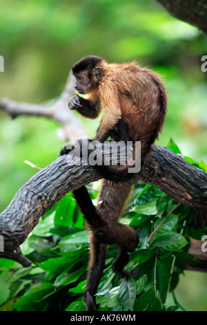 Weeper Capuchin Stock Photo