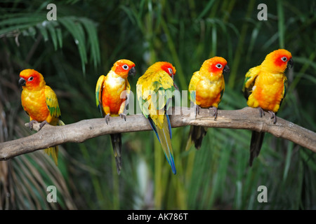 Sun Conure Stock Photo