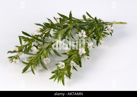 Winter Savory Stock Photo