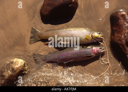 Stringer of trout fish hi-res stock photography and images - Alamy