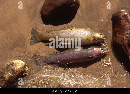 Stringer Trout Fish Stock Photo 1191299644