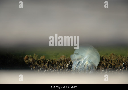 jellyfish Qualle Stock Photo