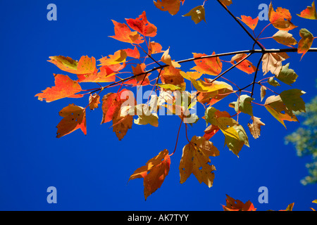 Red Maple Leafs against a dark blue sky in Northern Ontario Algonquin Park Fall colors Paradise Outdoor Activity Stock Photo