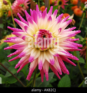 Small Semi-cactus Dahlia 'Ruskin Andrea' Stock Photo