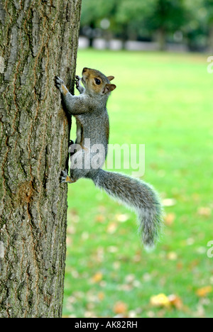 Grey Squirrel Sciurus caroliniensis feeding London UK Stock Photo