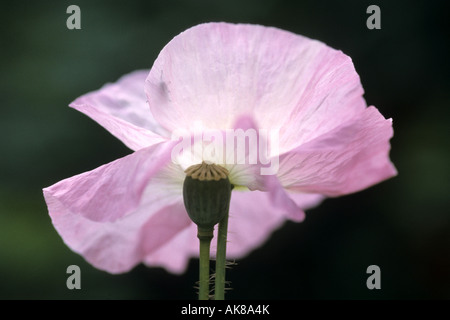 poppy (Papaver spec.), flower an capsule Stock Photo