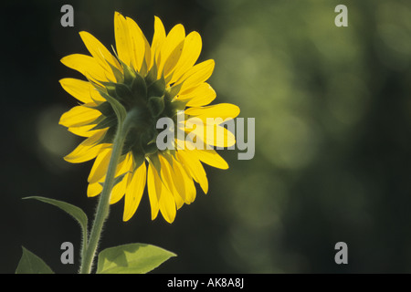 common sunflower (Helianthus annuus), rear view Stock Photo