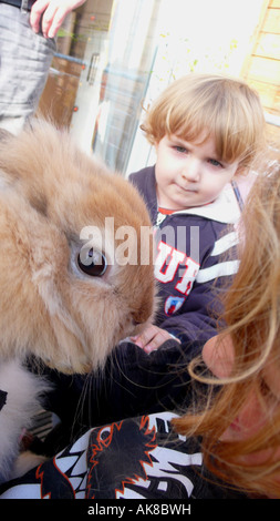 domestic rabbit (Oryctolagus cuniculus f. domestica), small boy being astonishe of a rabbit Stock Photo