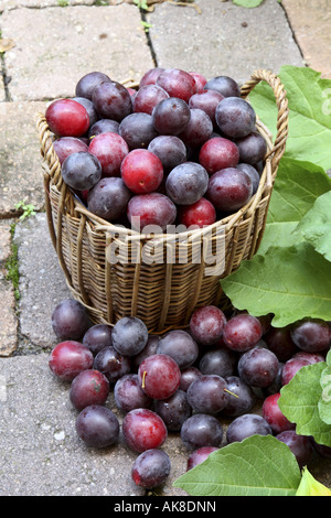 European plum (Prunus domestica), Greengage in a basket, Germany Stock Photo