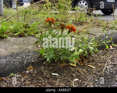 French marigold (Tagetes patula), naturalized on a pavement, Germany Stock Photo
