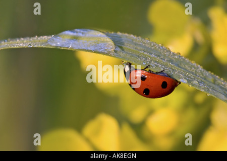 A ladybird drinking drops of water on a white surface, showing fine ...