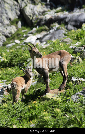 alpine ibex (Capra ibex), mother with baby, Switzerland, URI Stock Photo