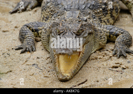 Siamese Crocodile Stock Photo